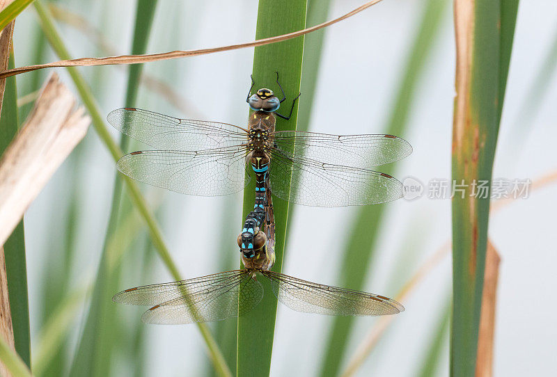 交配的迁徙小贩(Aeshna mixta)